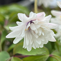 Anemone (Anemonoides) nemorosa 'Blue Eyes'